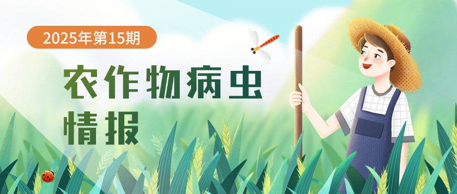 农作物病虫情报（2025年第15期）：水稻迁飞性害虫发生动态