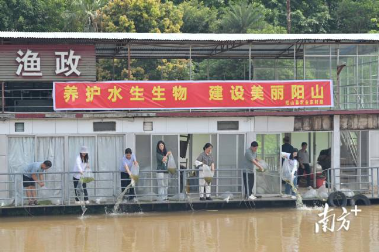 阳山放流鱼苗.jpg