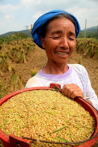 广西全州县东山瑶族乡上塘村村民在田间收获水稻(8月16日摄)。 国家统计局8月30日发布公告,2011年全国早稻总产量为3276万吨(655亿斤),比上年增产143万吨,增长4.5%。公告显示,2011年全国早稻播种面积5751千公顷,比上年减少45千公顷,下降0.8%。全国早稻单产为每公顷5697公斤,比上年增加290公斤/公顷,提高5.4%。 据悉,国家统计局公布的早稻产量数据,由早稻主产区以省为总体抽样调查和非主产区全面统计两种方式调查得出。 新华社发(王滋创 摄)