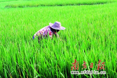 广东已确立了水稻、森林、渔业等5大政策性涉农保险基本项目。 张由琼 摄